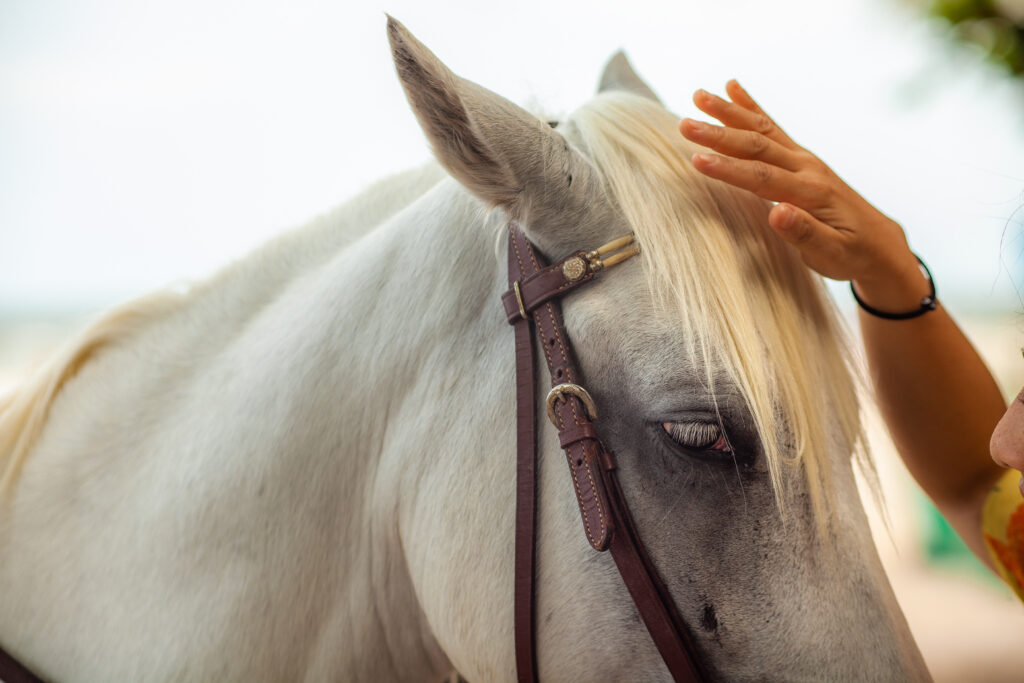 best equine therapy orange county california
