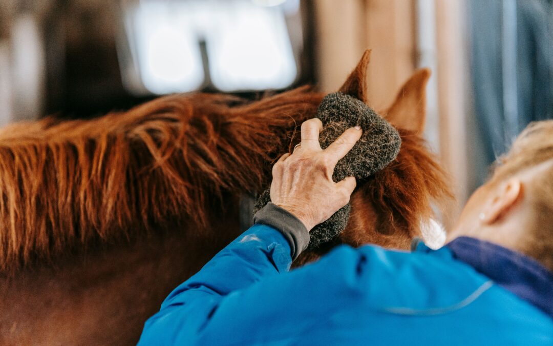 Who Is a Good Candidate for Equine-Assisted Therapy?