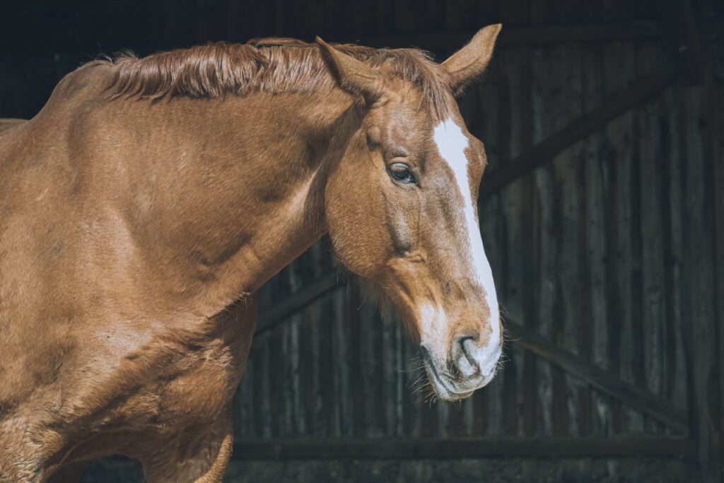 equine therapy california