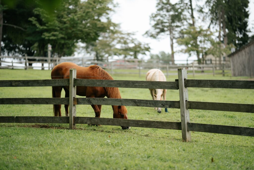 does equine therapy help with borderline personality disorder treatment