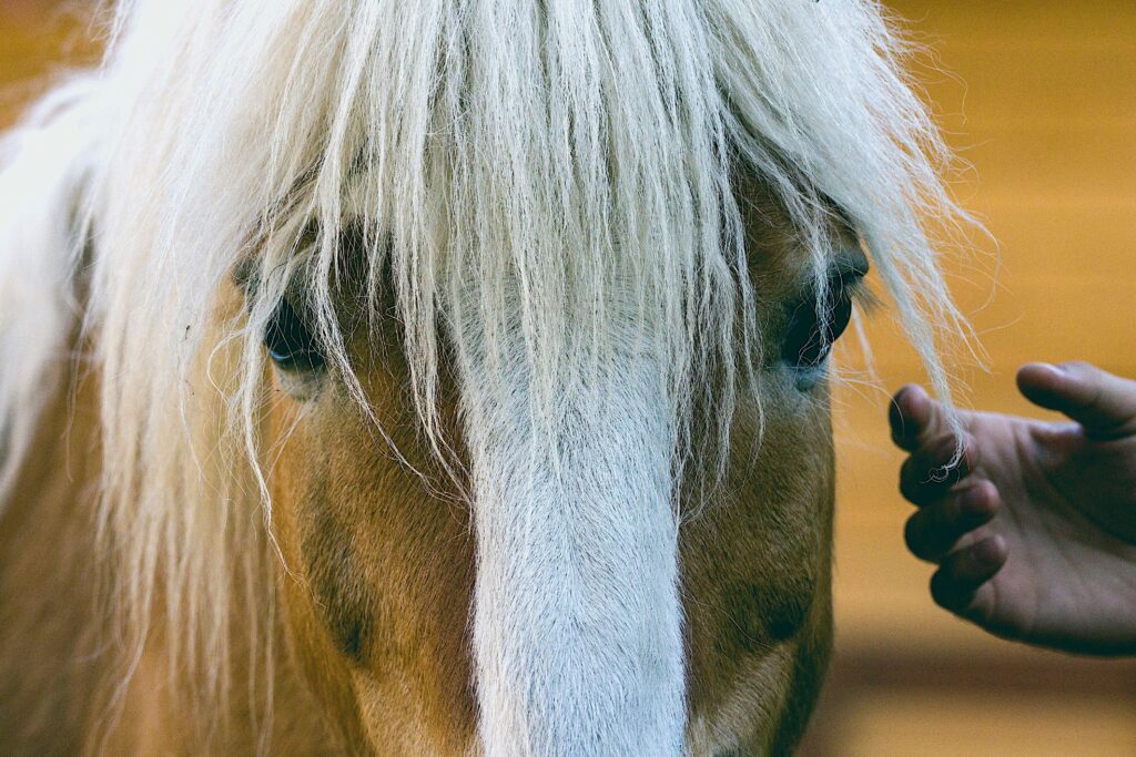 best equine therapy for BPD in Orange County CA