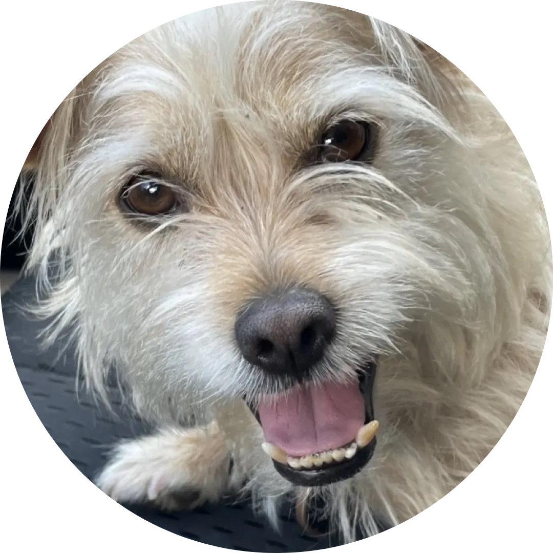 Daisy-Therapy Dog at California Care Recovery Daisy, Therapy Dog at California Care Recovery