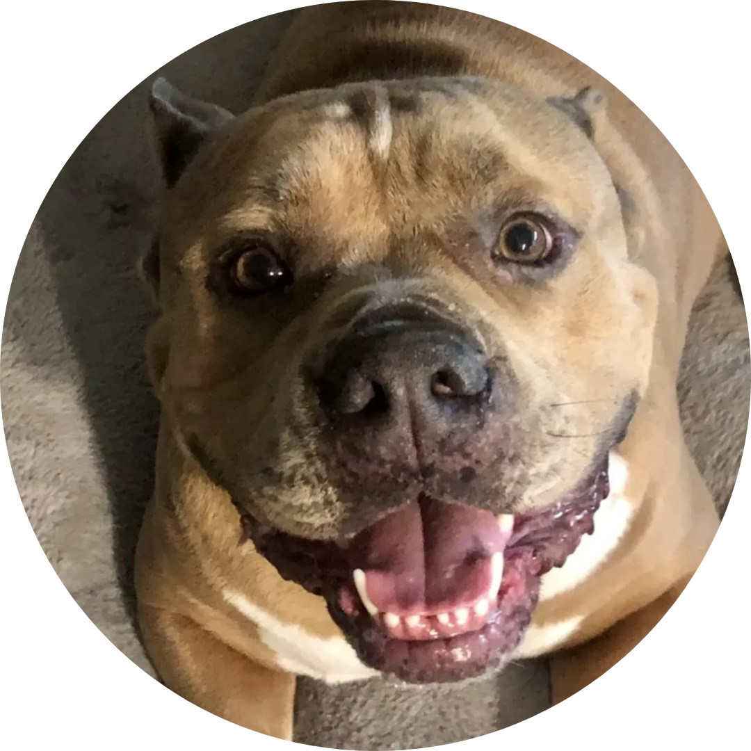 Rufus-Therapy Dog at California Care Recovery Rufus, Therapy Dog at California Care Recovery